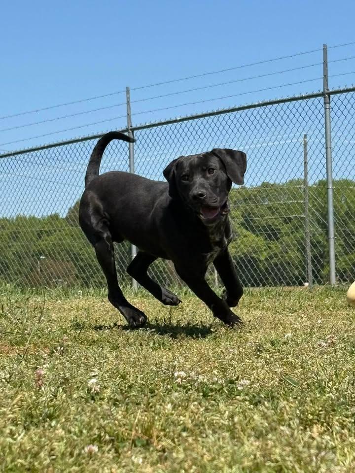 Zorro, Adoptable, Young Male Labrador Retriever & Mixed Breed.