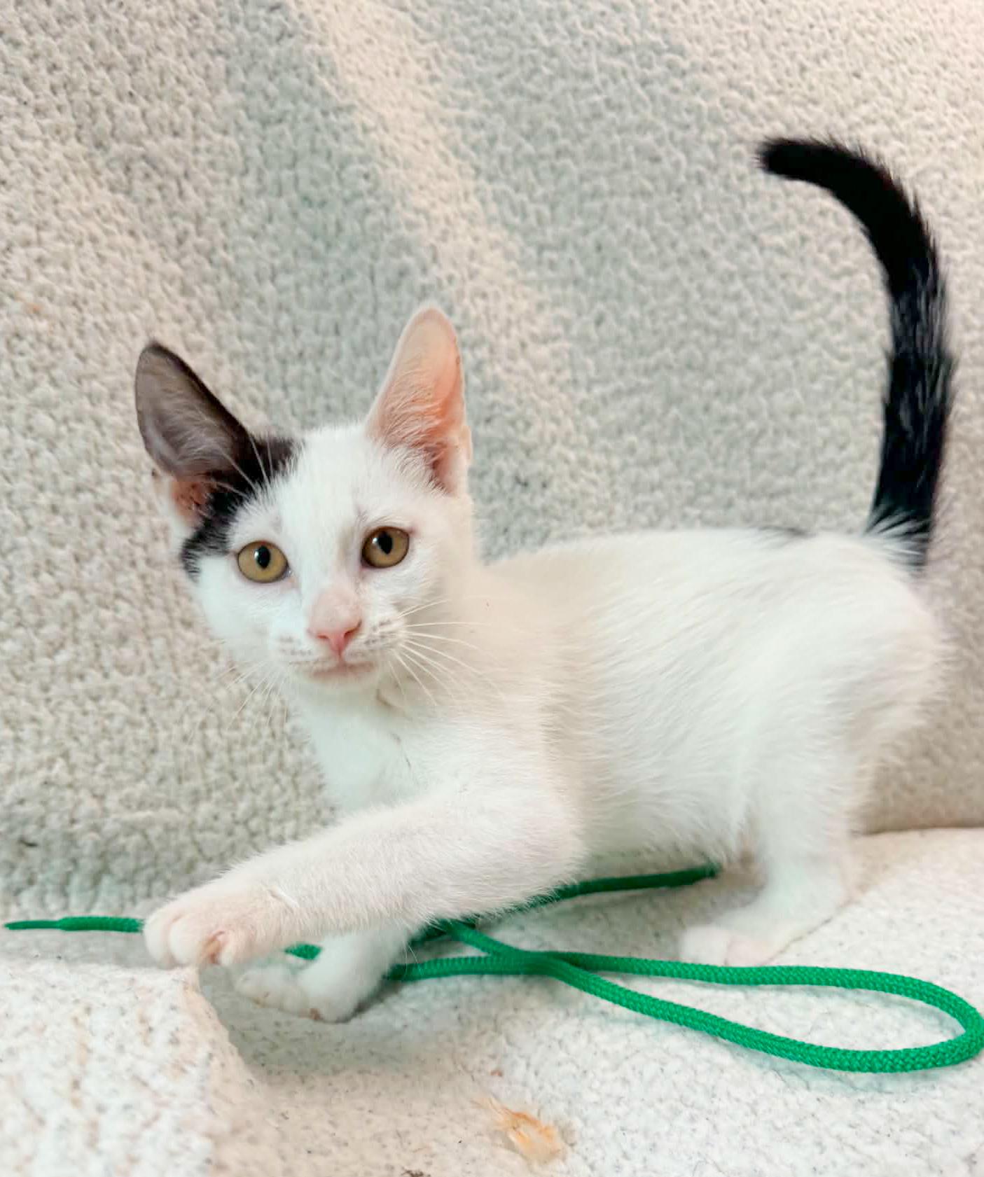 Echelon, a Adoptable Domestic Short Hair in Mullica Hill, NJ image 5/5