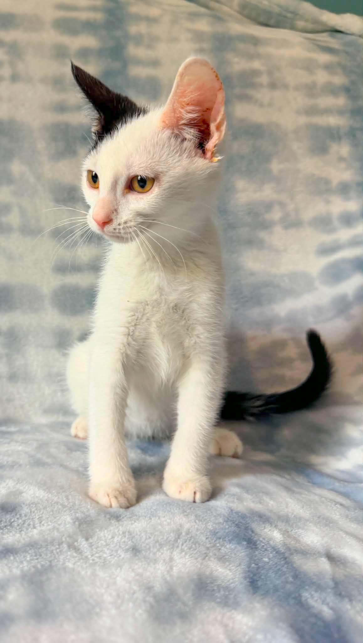 Echelon, a Adoptable Domestic Short Hair in Mullica Hill, NJ image 3/5