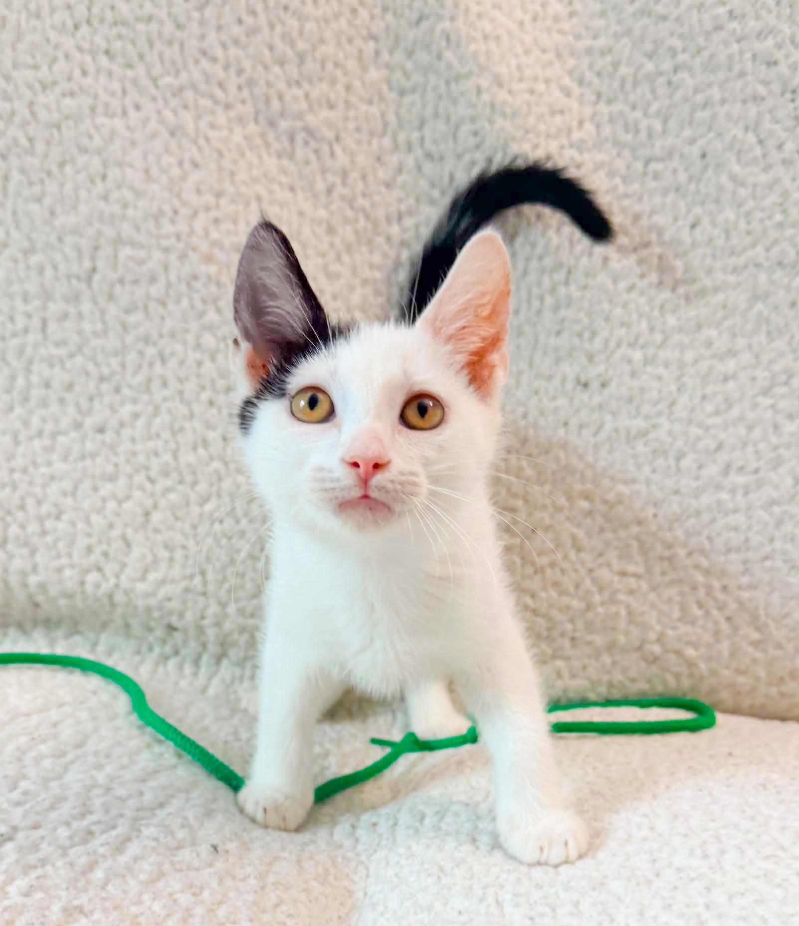 Echelon, a Adoptable Domestic Short Hair in Mullica Hill, NJ image 4/5