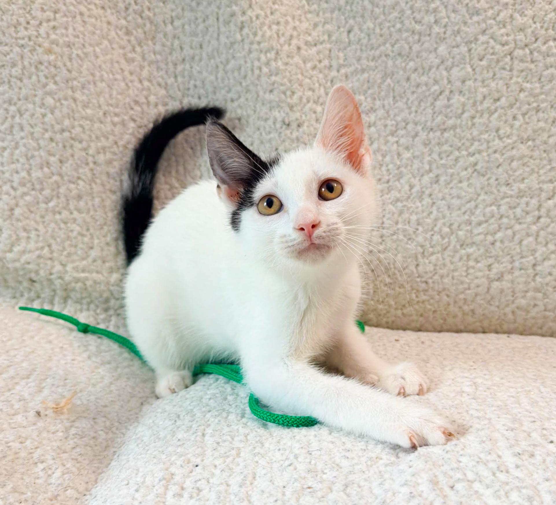 Echelon, a Adoptable Domestic Short Hair in Mullica Hill, NJ image 2/5