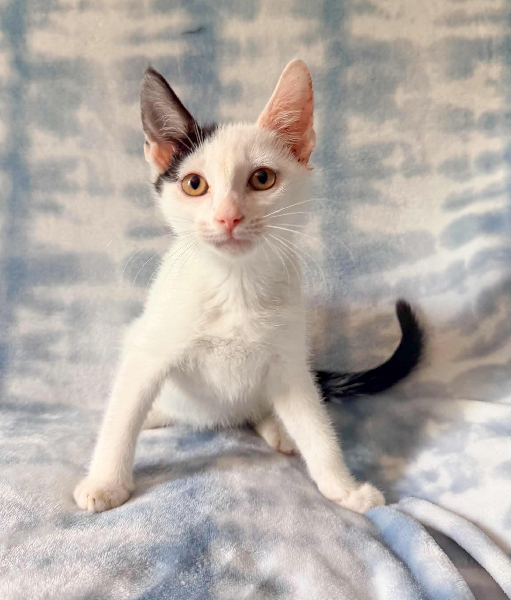 Echelon, Adoptable, Kitten Male Domestic Short Hair.