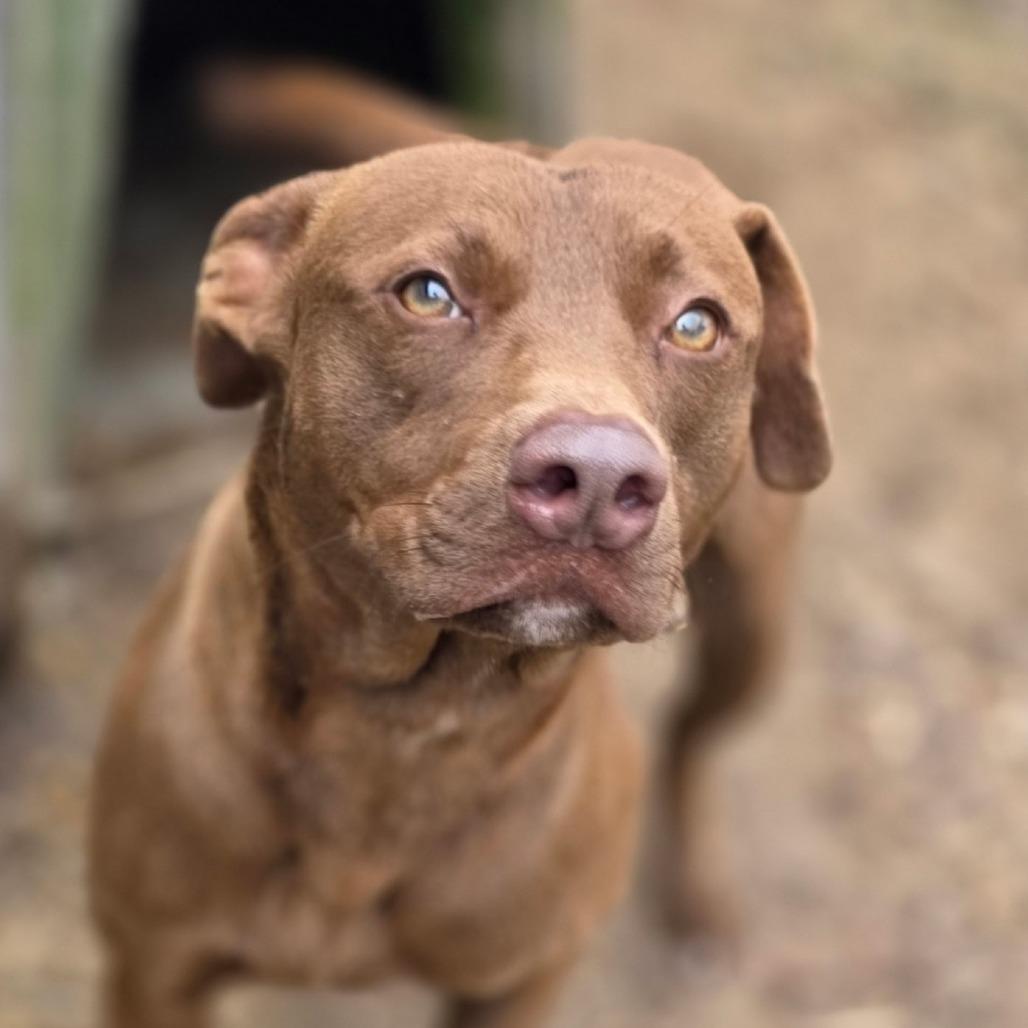 Rolo, a Adoptable mixed breed in Albany, NY image 1/4
