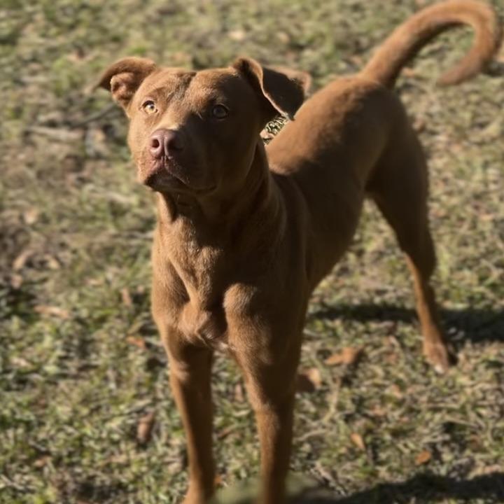 Rolo, a Adoptable mixed breed in Albany, NY image 2/4