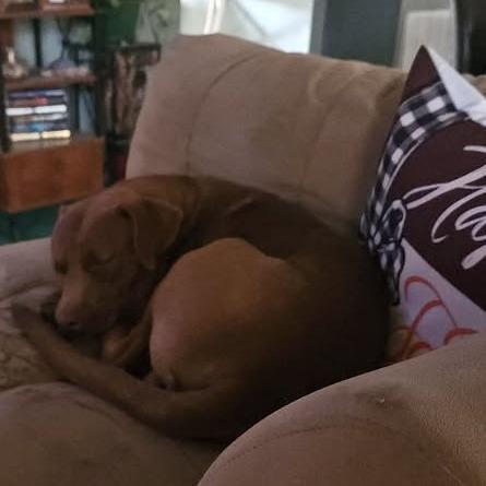 Rolo, a Adoptable mixed breed in Albany, NY image 3/4