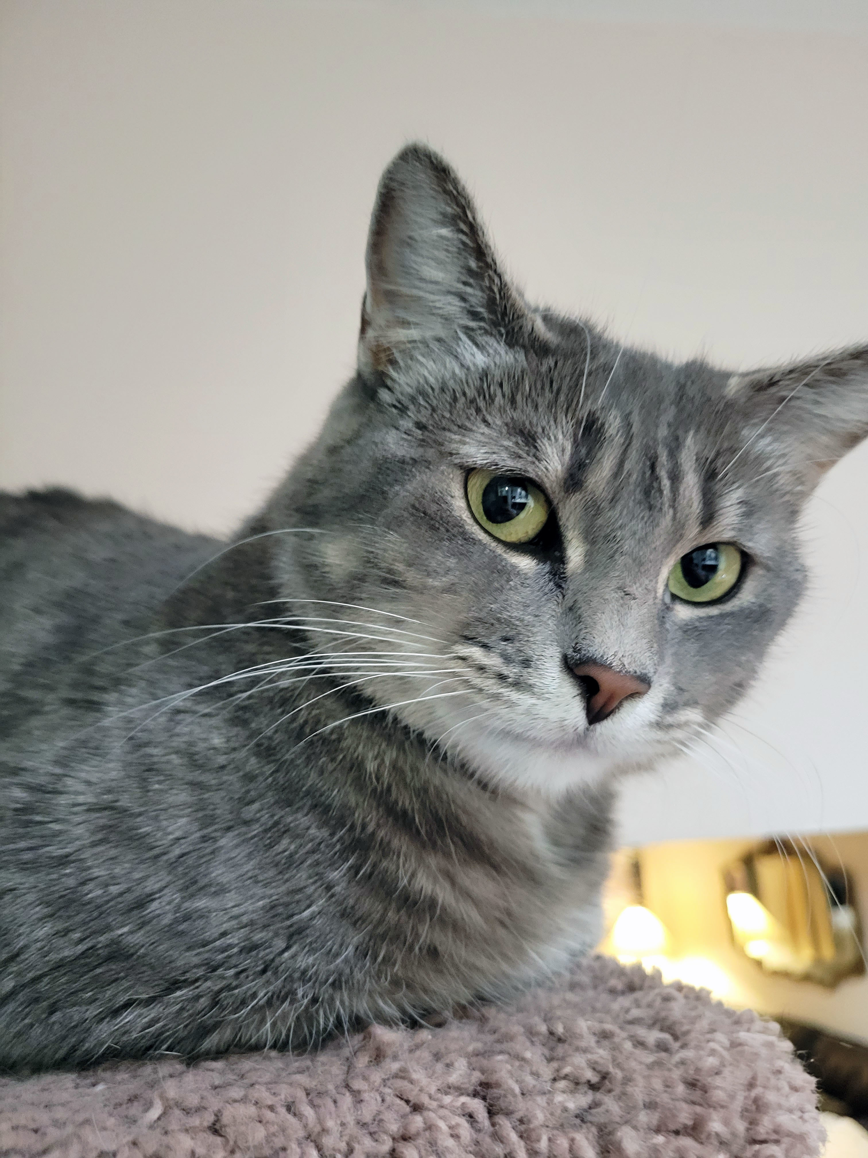 Miku, a Adoptable Domestic Short Hair in Centerville, UT image 1/2