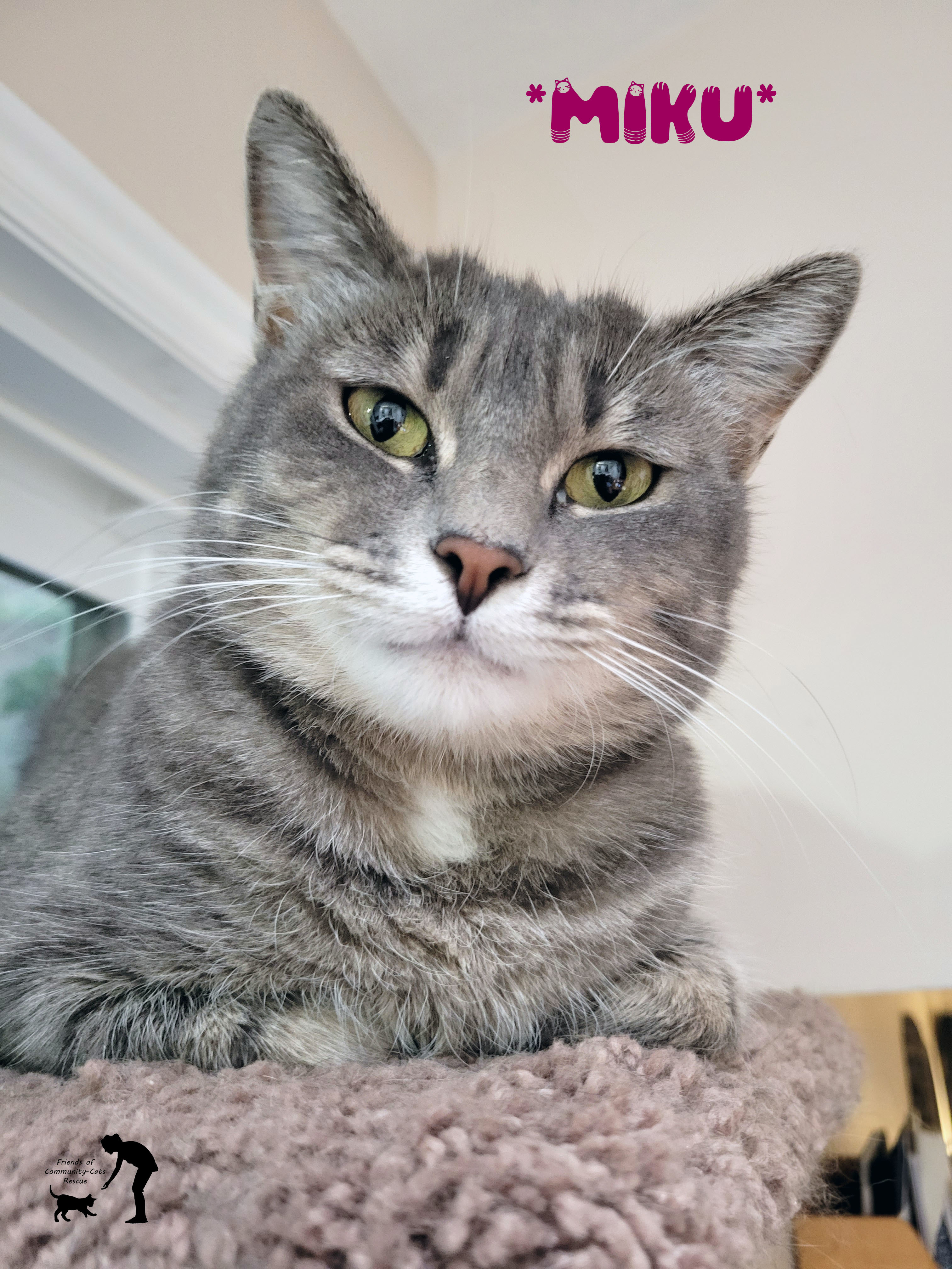 Miku, a Adoptable Domestic Short Hair in Centerville, UT image 2/2