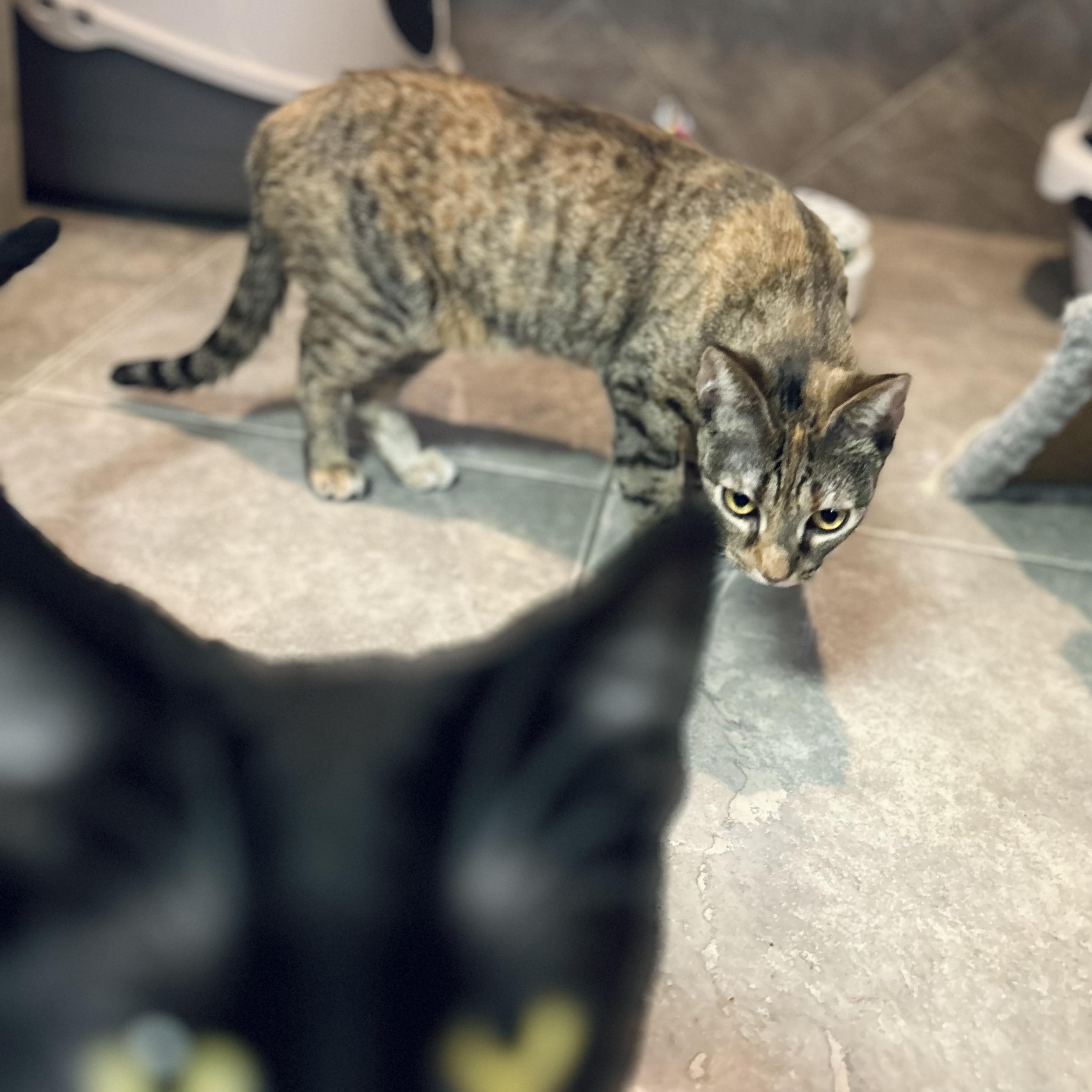 Enlarge Velma, a Adoptable Domestic Short Hair in Seguin, TX image 4/6