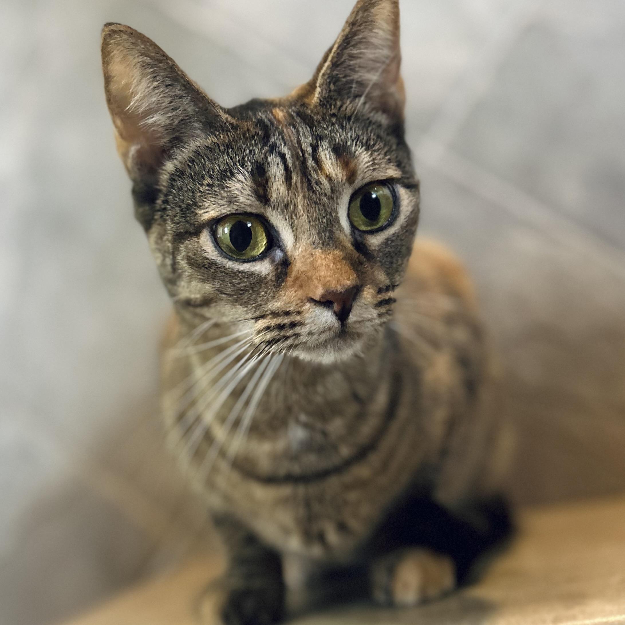 Enlarge Velma, a Adoptable Domestic Short Hair in Seguin, TX image 3/6
