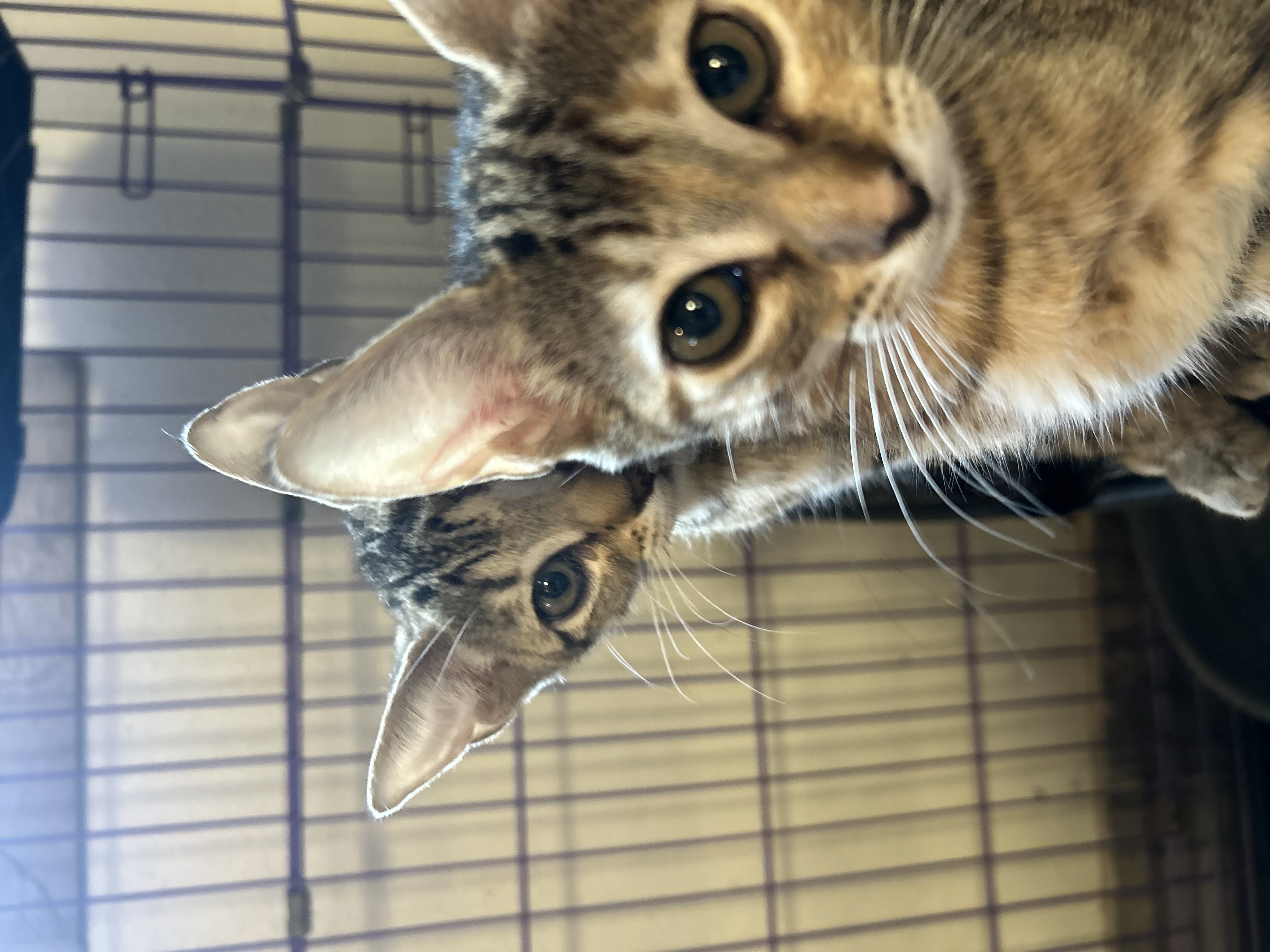 Velma, a Adoptable Domestic Short Hair in Seguin, TX image 2/3