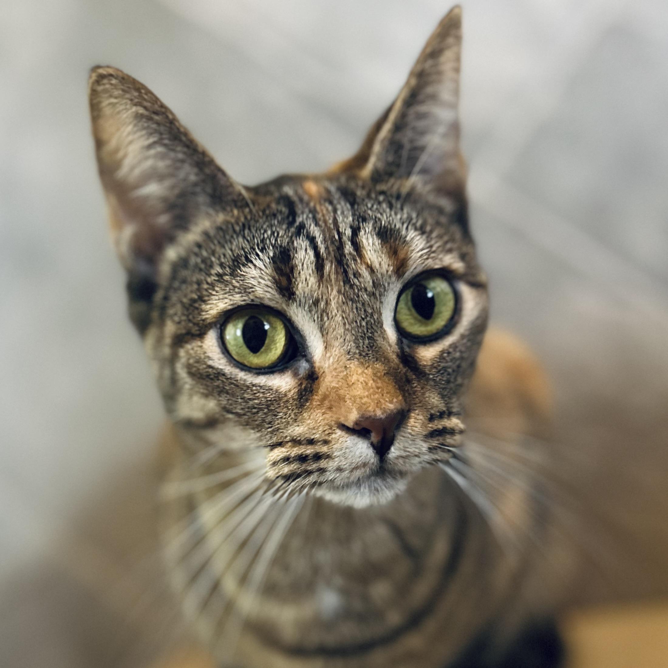 Enlarge Velma, a Adoptable Domestic Short Hair in Seguin, TX image 1/6