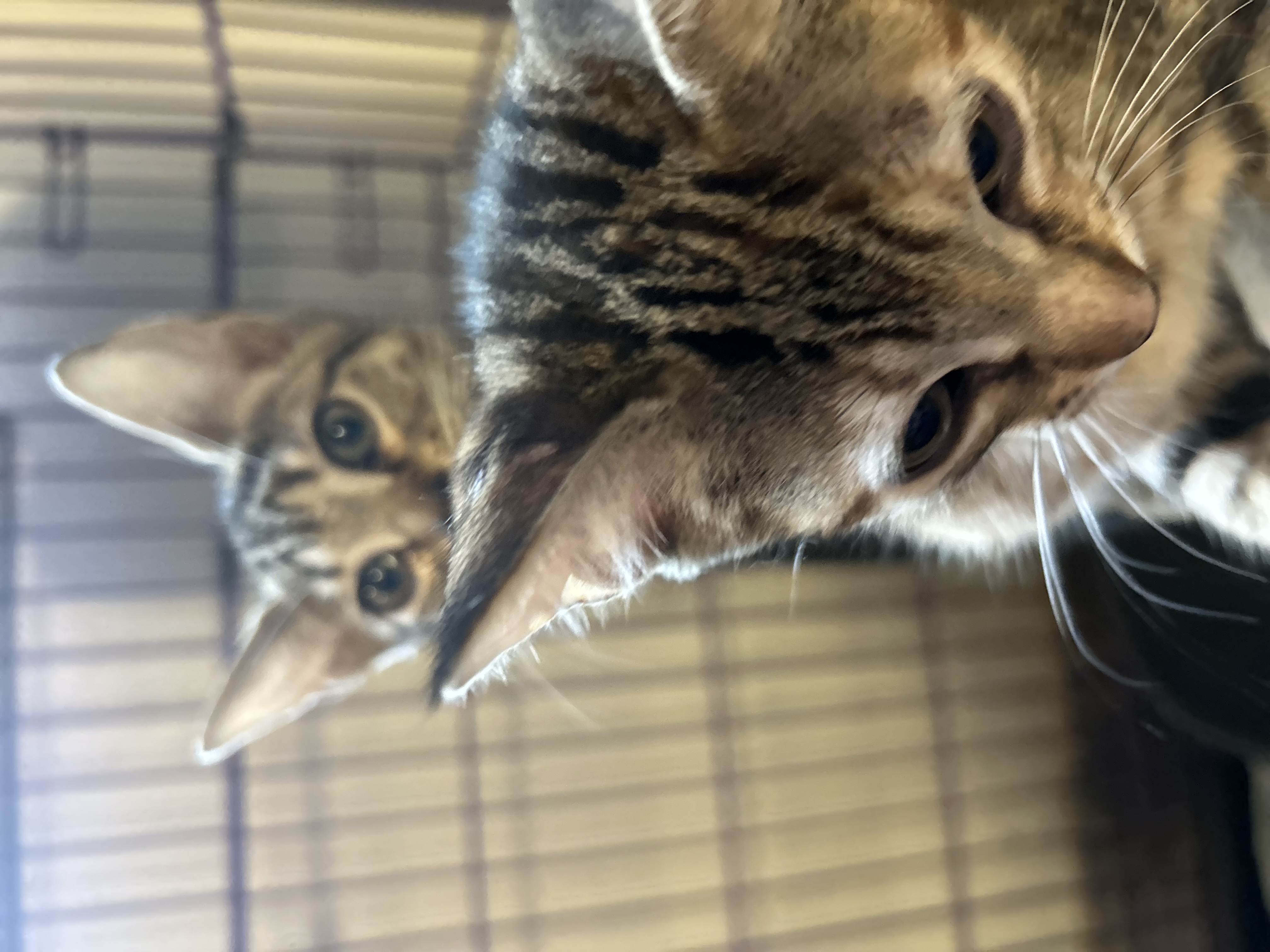 Velma, a Adoptable Domestic Short Hair in Seguin, TX image 3/3