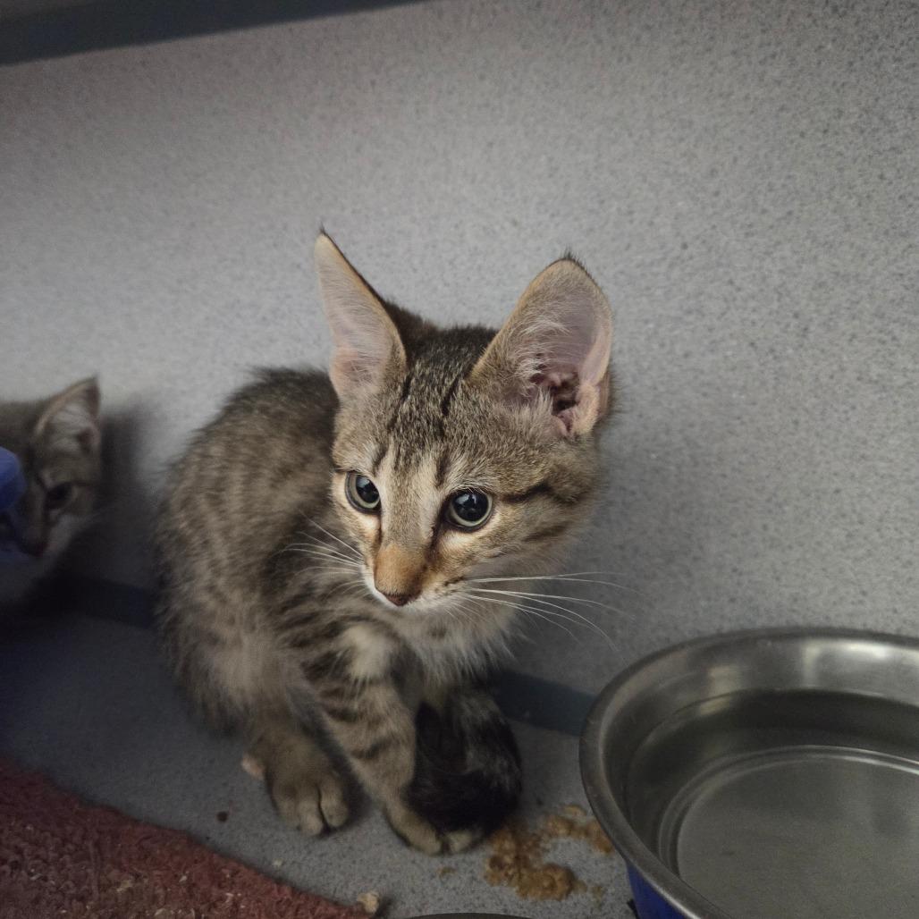 Barley, Adoptable, Kitten Male Domestic Medium Hair.