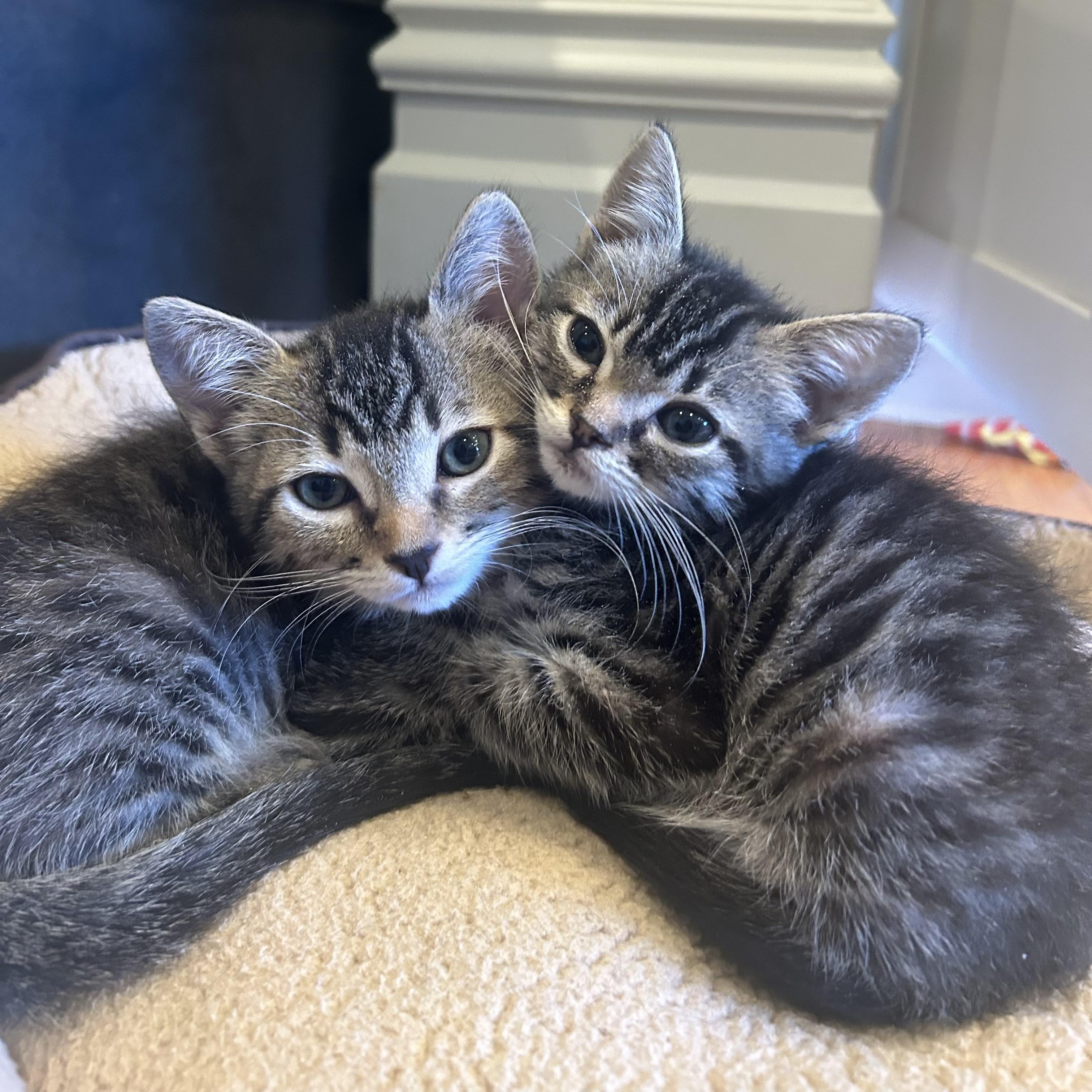 Axel (bonded with Sue Sue), a Adopted Domestic Short Hair in San Francisco, CA image 1/5