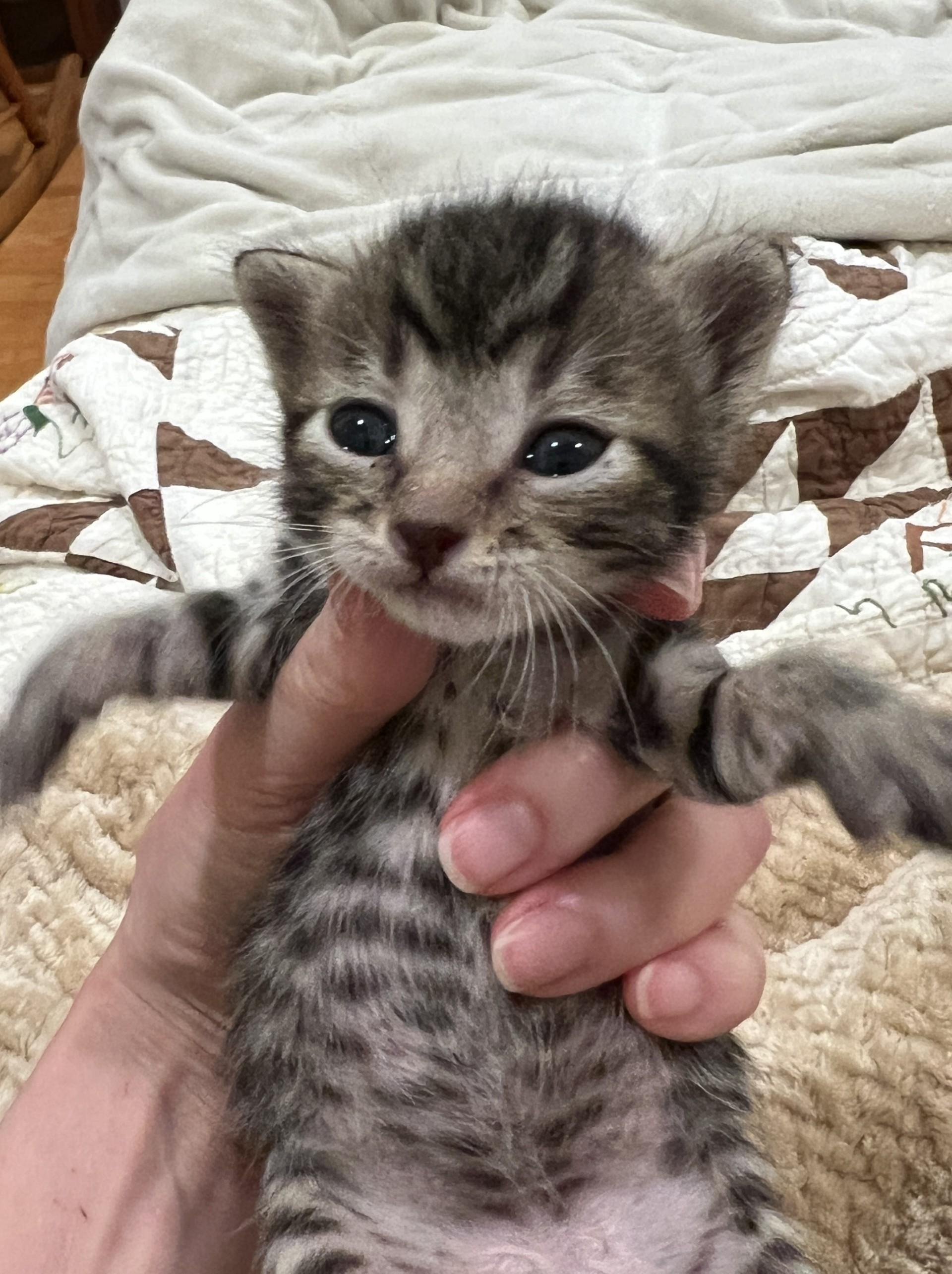 Axel (bonded with Sue Sue), a Adopted Domestic Short Hair in San Francisco, CA image 2/5
