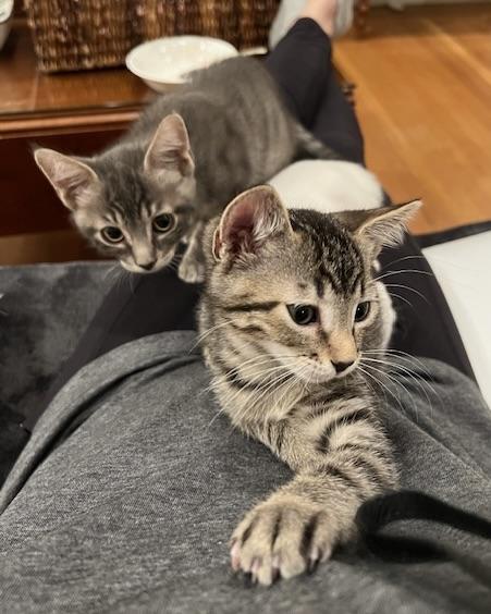 Axel (bonded with Sue Sue), a Adopted Domestic Short Hair in San Francisco, CA image 3/5