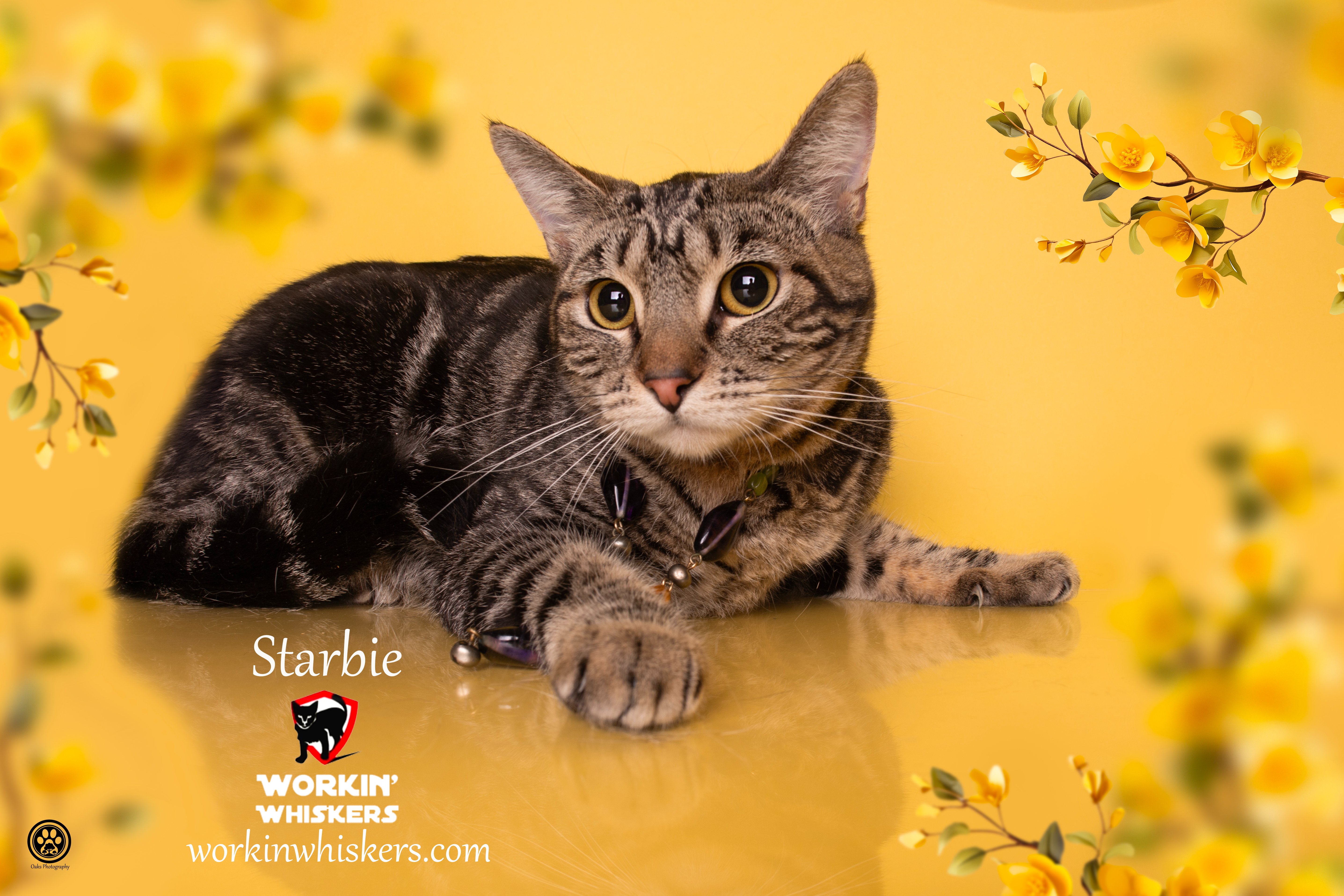 Enlarge STARBIE, a Adoptable mixed breed in HEMET, CA image 1/3