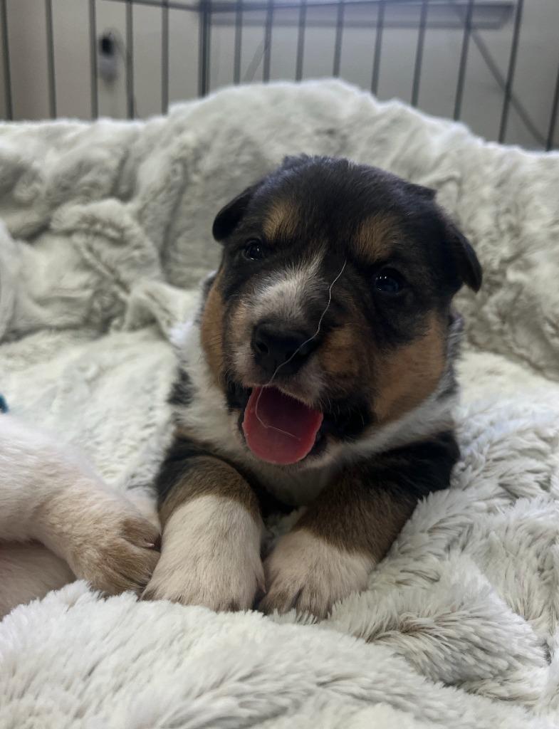 Orzo, Adoptable, Puppy Male German Shepherd Dog & Mixed Breed.