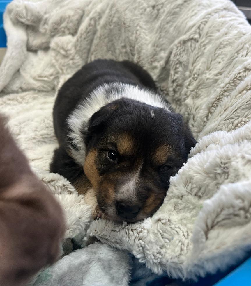 Enlarge Orzo, a Adoptable mixed breed in Fayetteville, AR image 2/3