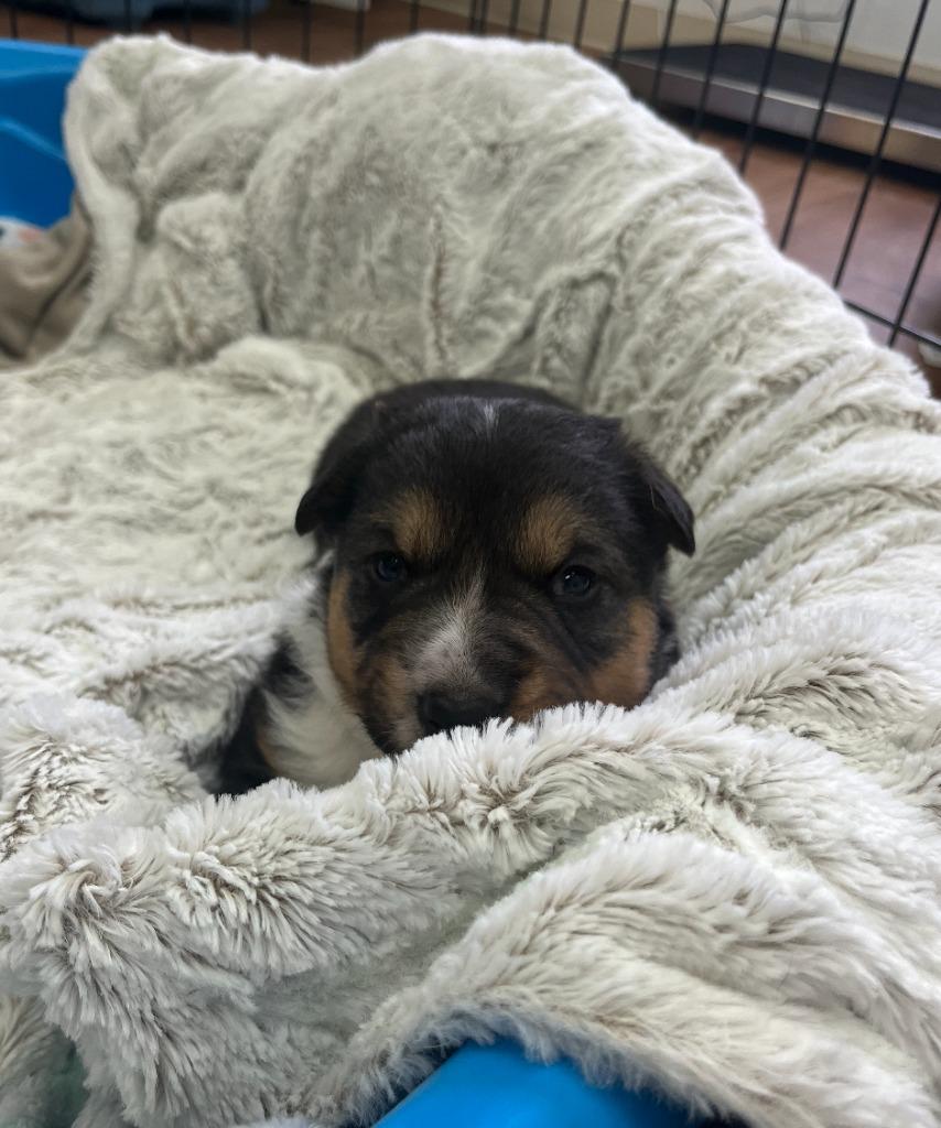 Enlarge Orzo, a Adoptable mixed breed in Fayetteville, AR image 3/3