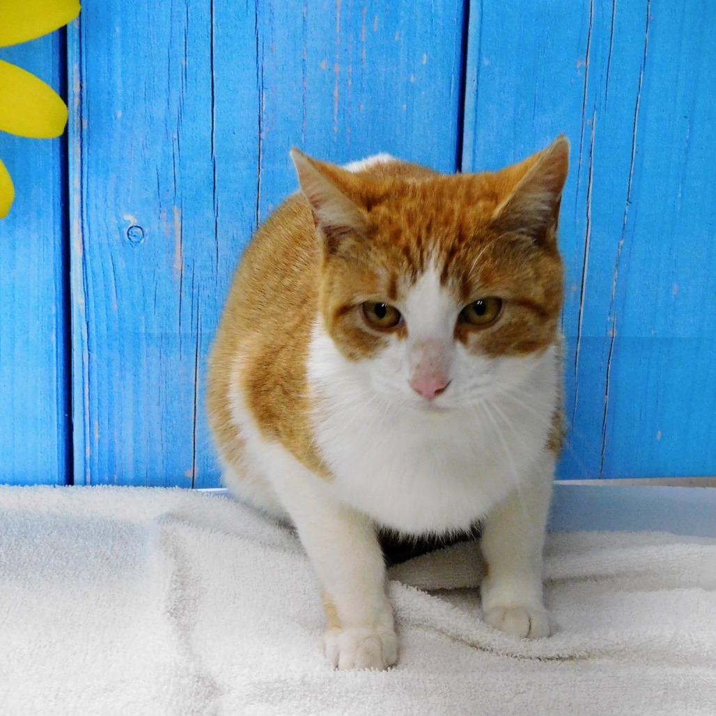 Pops, Adoptable, Adult Male Domestic Short Hair.