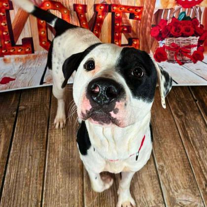 Oreo, Adoptable, Adult Male Terrier & Mixed Breed.