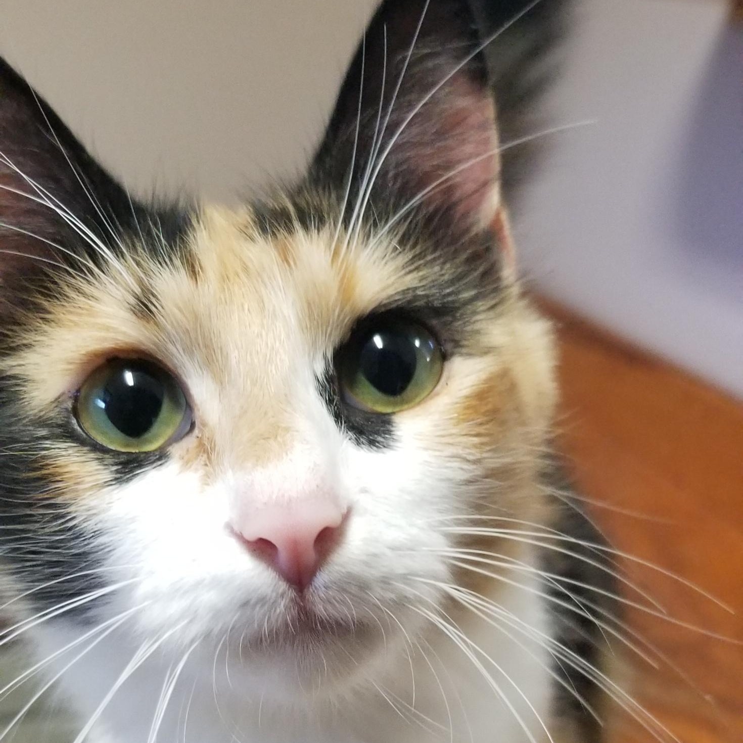 Enlarge Bee, a Adopted Domestic Medium Hair in Aransas Pass, TX image 6/6