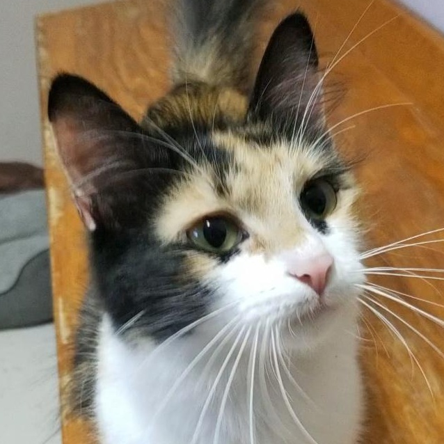 Enlarge Bee, a Adopted Domestic Medium Hair in Aransas Pass, TX image 3/6