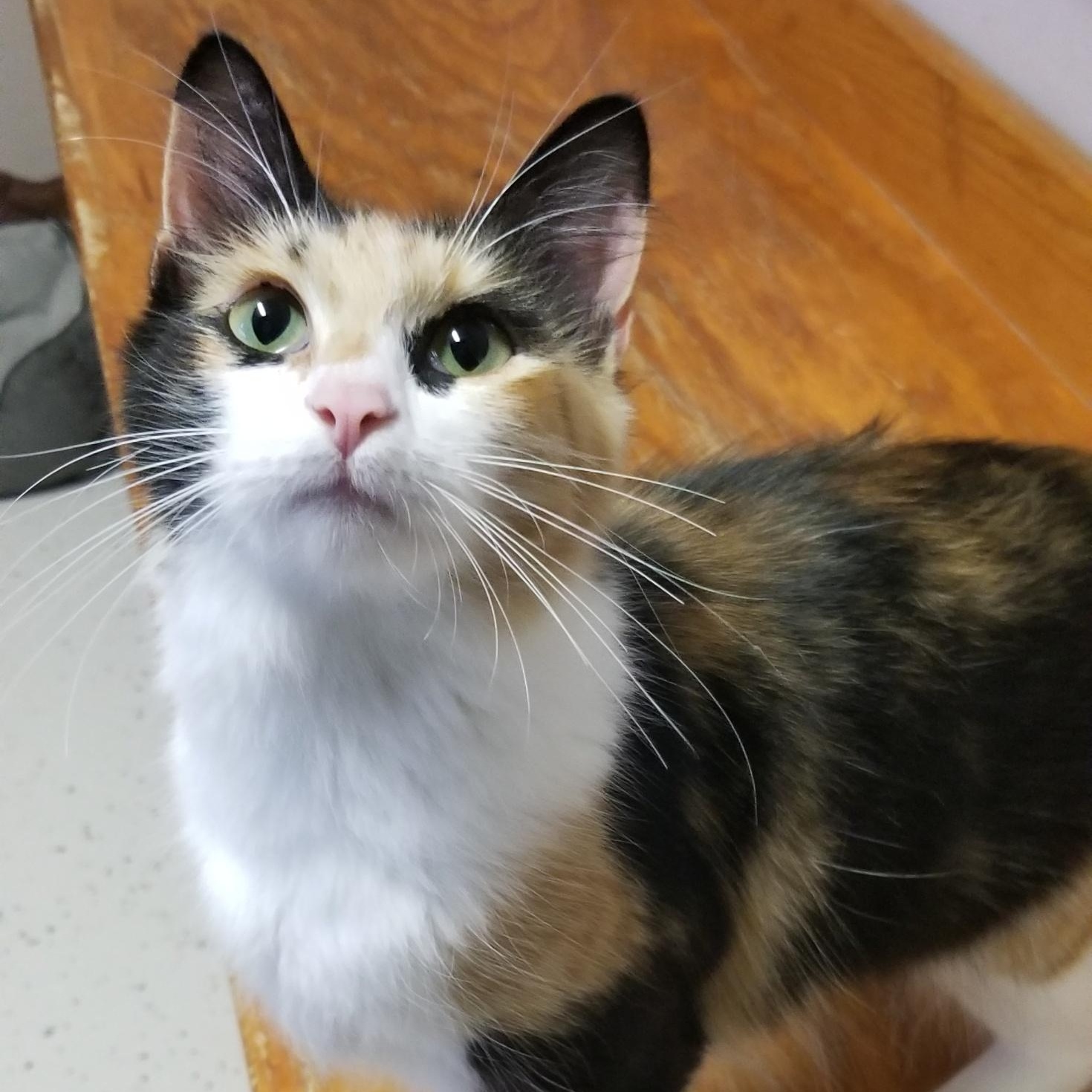 Enlarge Bee, a Adopted Domestic Medium Hair in Aransas Pass, TX image 5/6