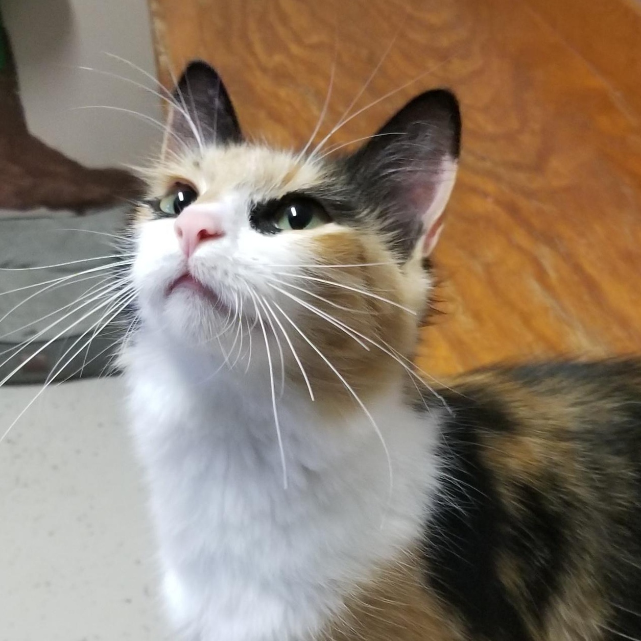 Enlarge Bee, a Adopted Domestic Medium Hair in Aransas Pass, TX image 4/6