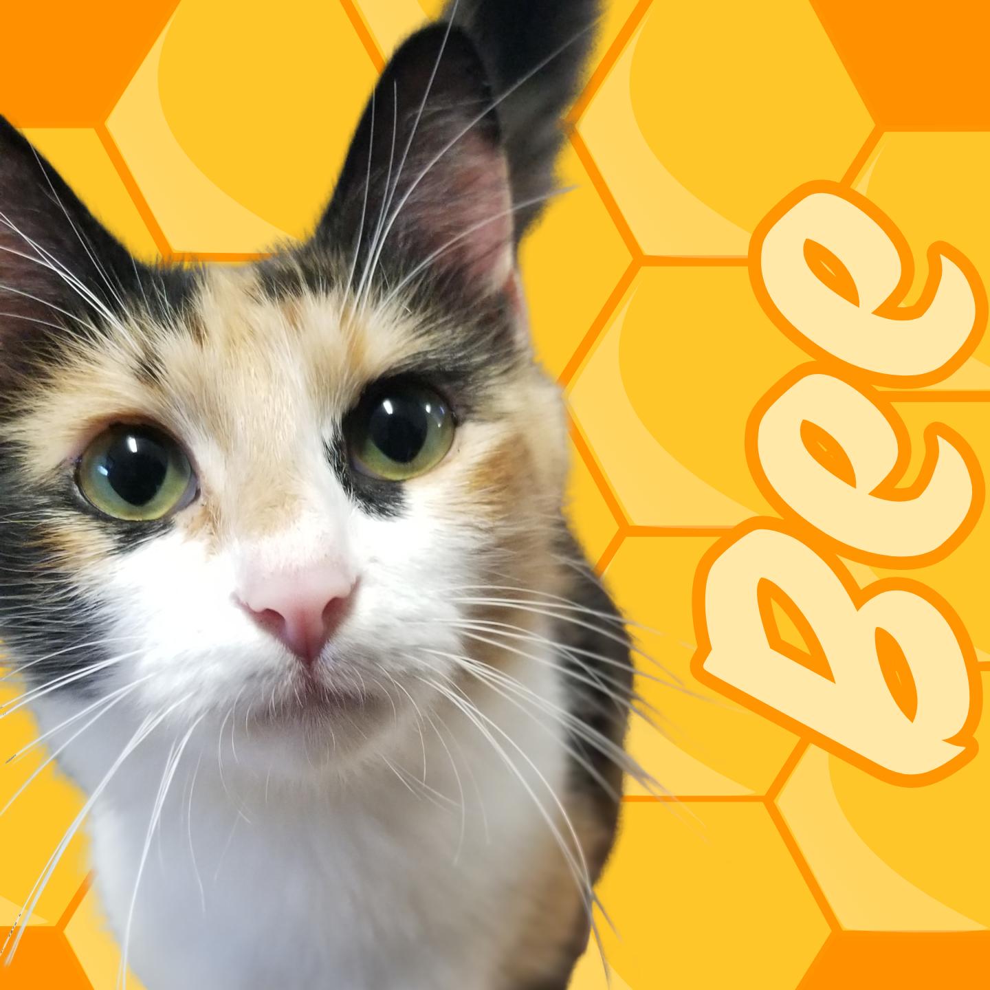 Bee, Adopted, Adult Female Domestic Medium Hair.