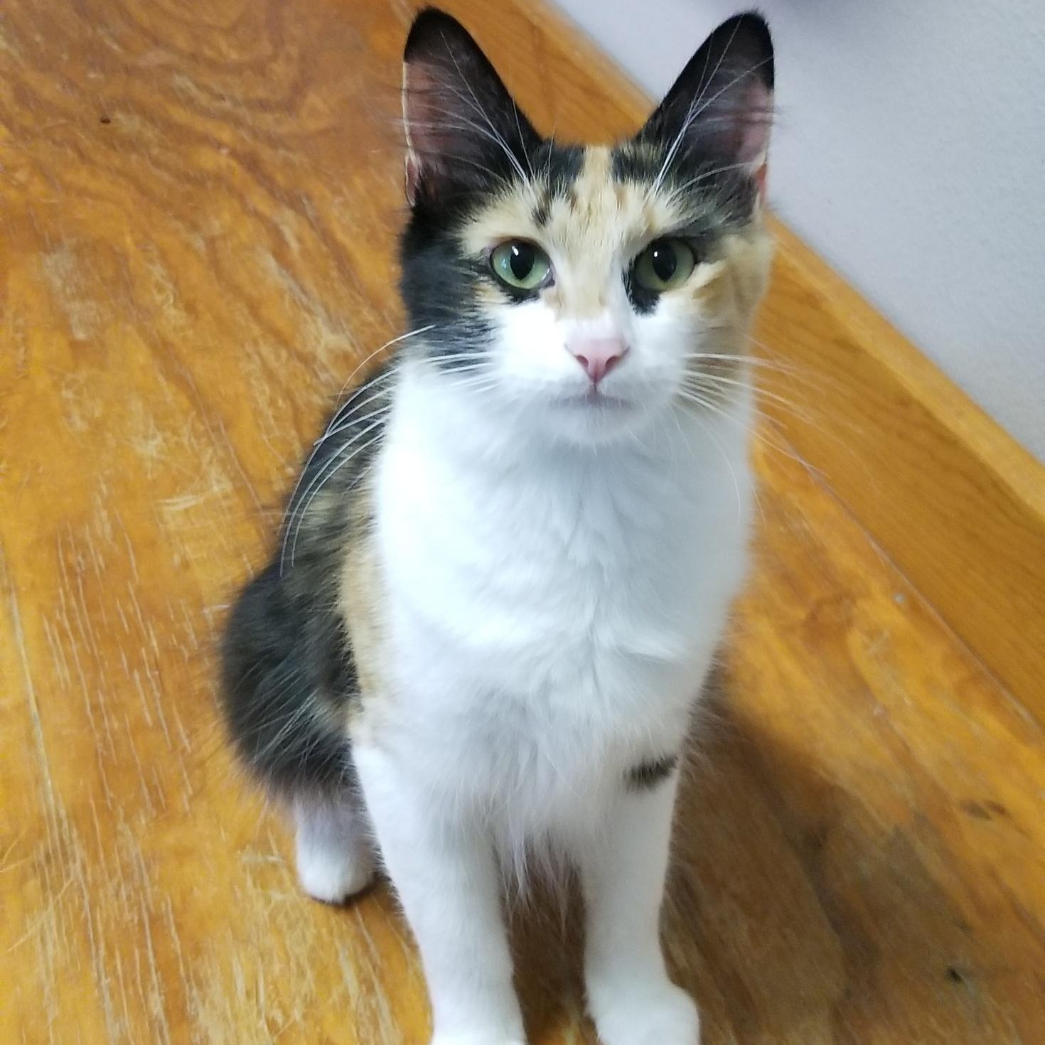Enlarge Bee, a Adopted Domestic Medium Hair in Aransas Pass, TX image 2/6