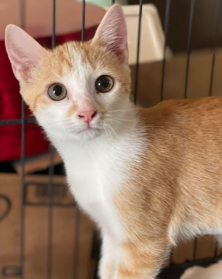 Pasilla, a Adoptable Domestic Short Hair in Jackson, GA image 1/3