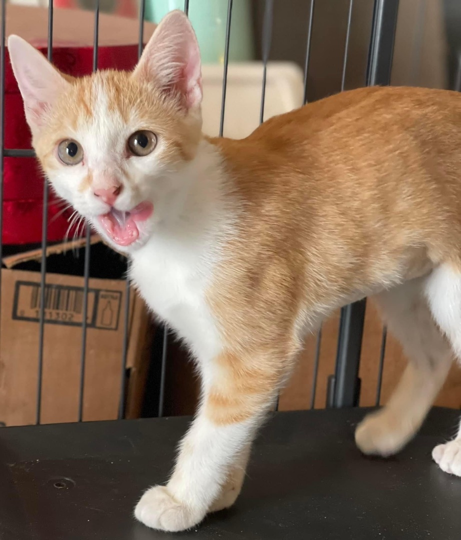 Pasilla, Adoptable, Young Female Domestic Short Hair.