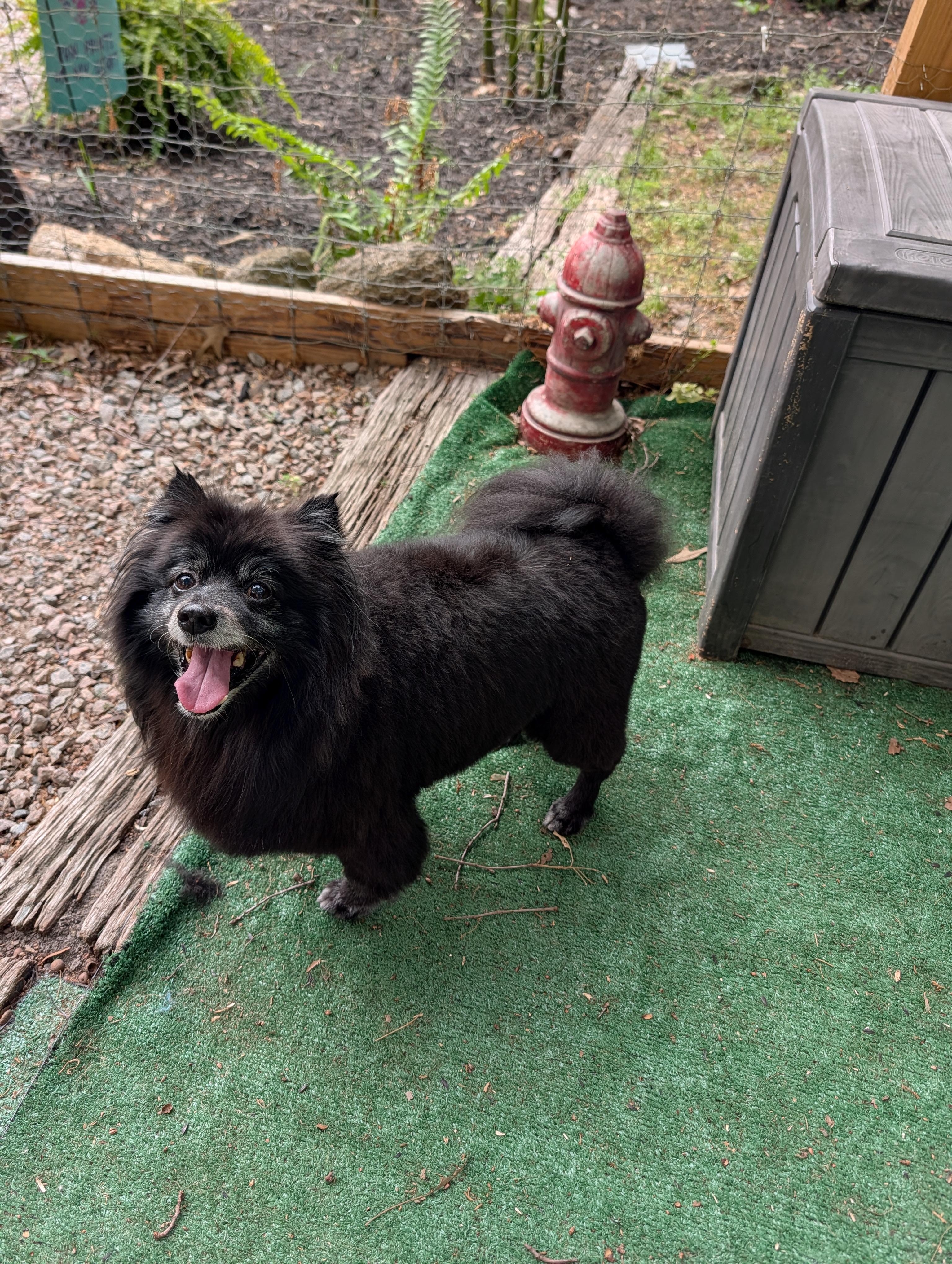 Coco, ADOPTABLE, Senior Male Pomeranian.