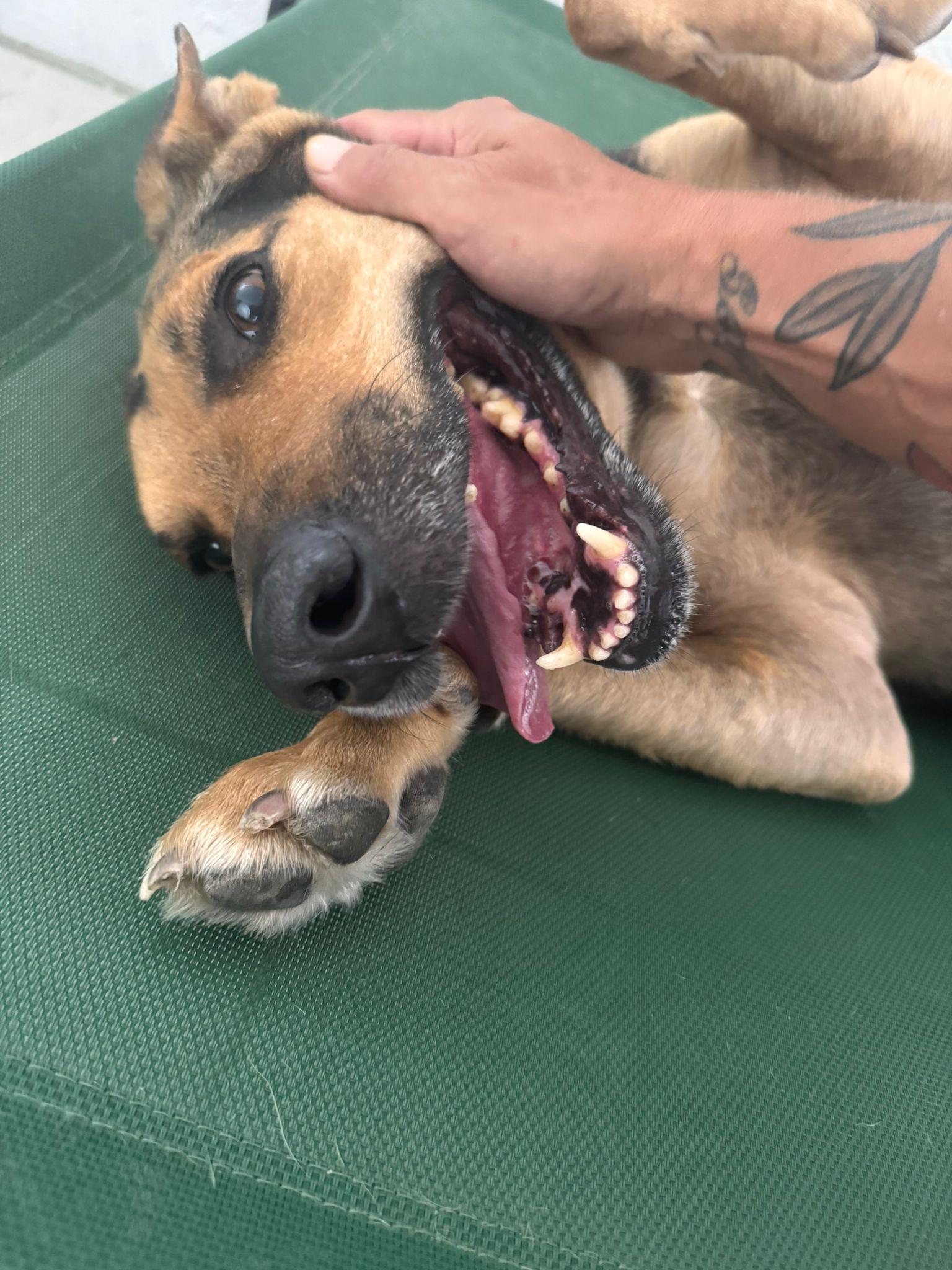 Mo, Adoptable, Adult Male German Shepherd Dog.