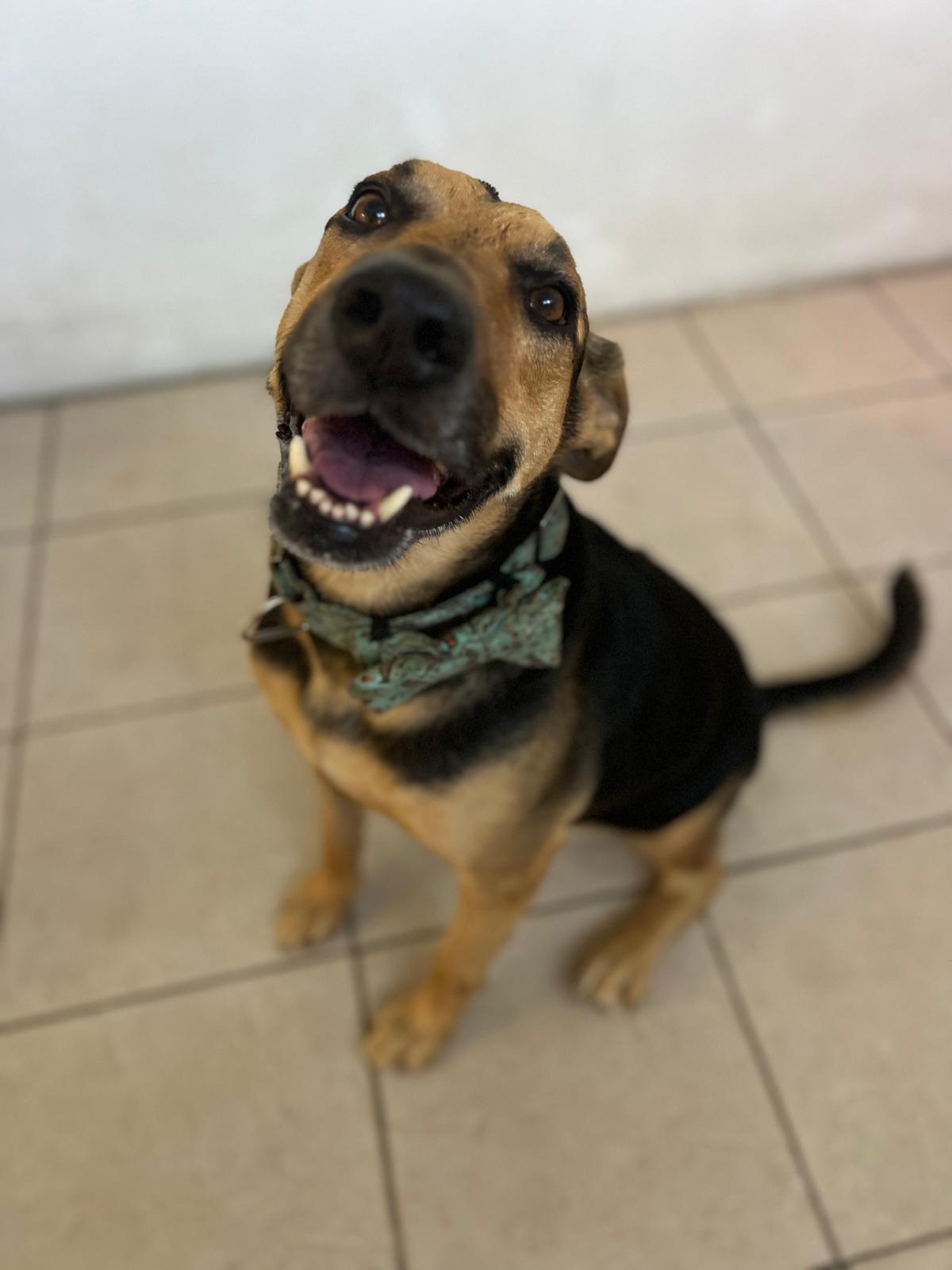 Enlarge Mo, a Adoptable mixed breed in Seattle, WA image 3/6