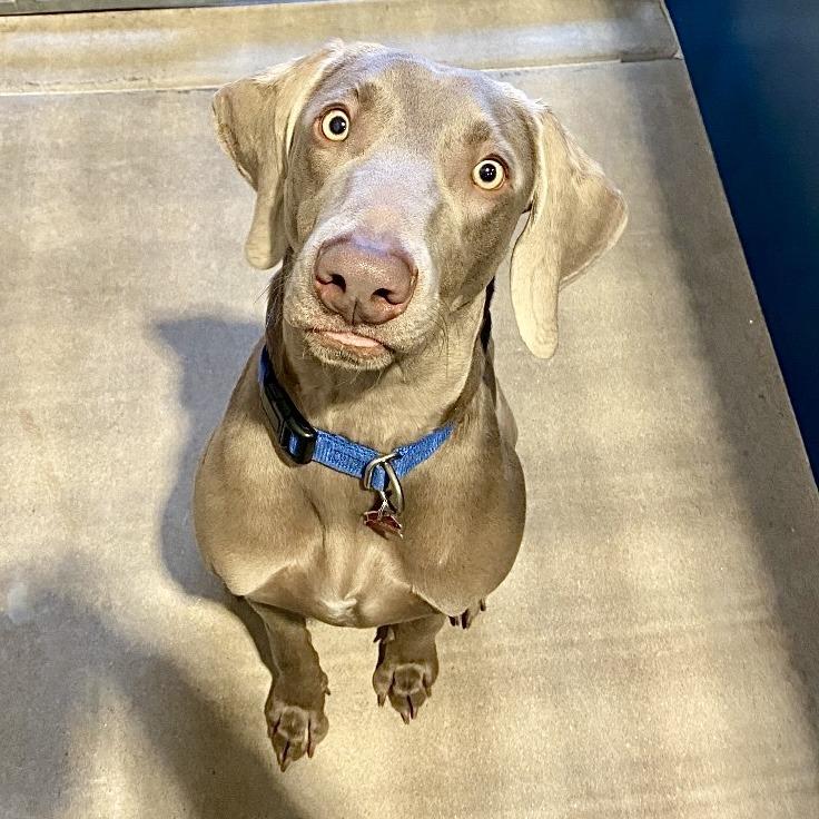 Lola, Adoptable, Young Female Weimaraner.