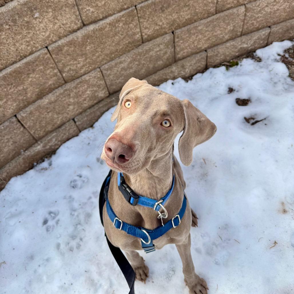 Enlarge Lola, a Adoptable Weimaraner in Glenwood Springs, CO image 3/5