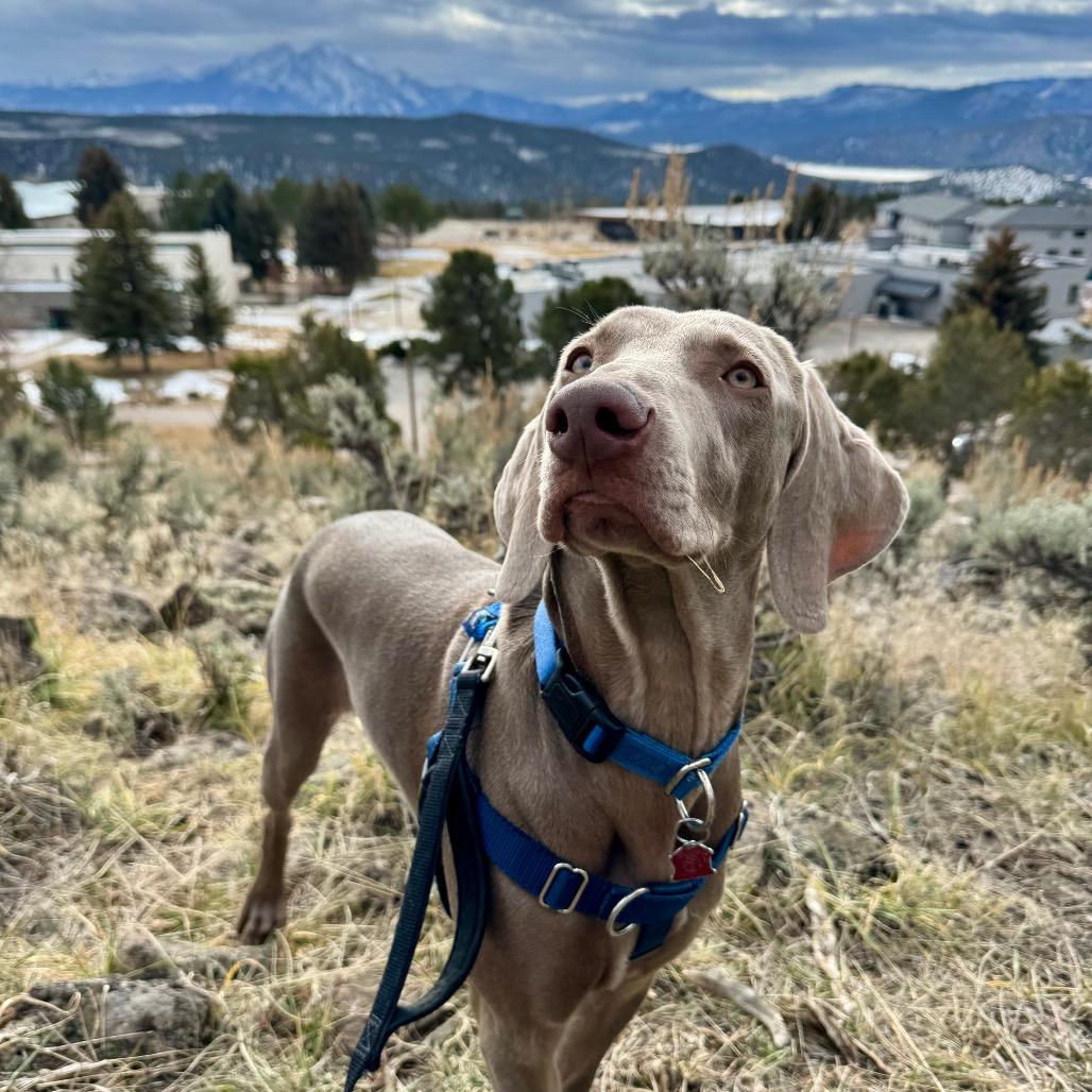 Enlarge Lola, a Adoptable Weimaraner in Glenwood Springs, CO image 4/5