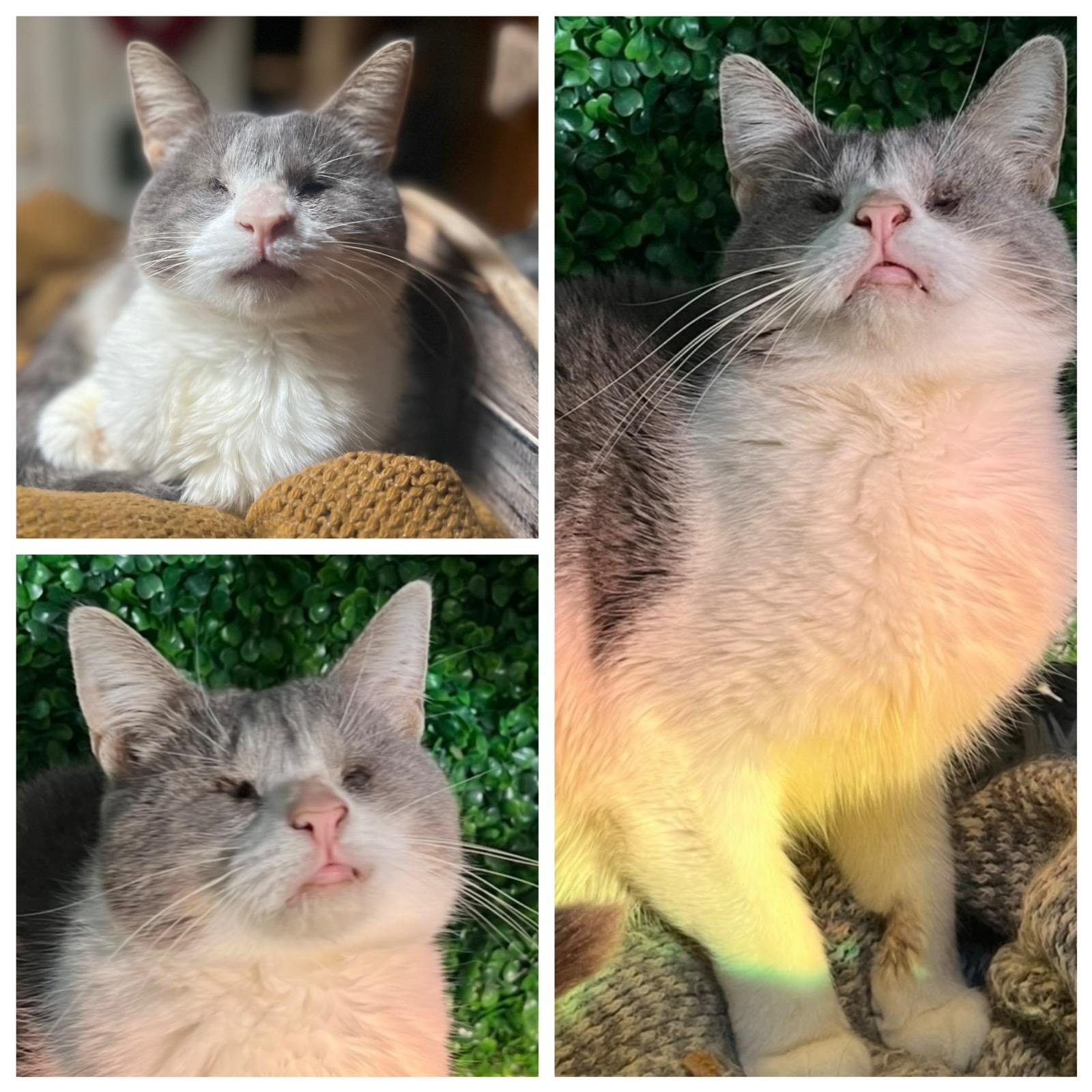 Scarlet, Adopted, Adult Female Domestic Short Hair.