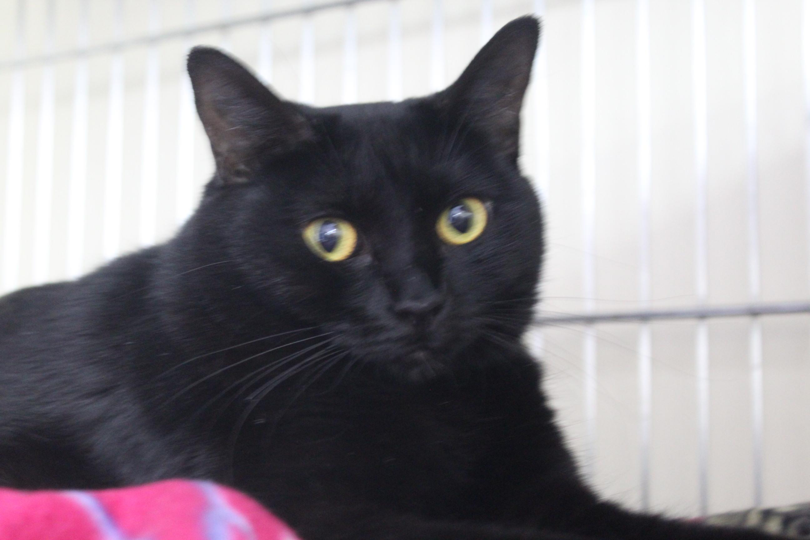 Enlarge Tuna, a Adoptable Domestic Short Hair in Yuma, AZ image 1/3