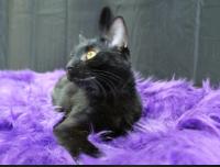 Enlarge Tuna, a Adoptable Domestic Short Hair in Yuma, AZ image 2/3