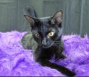Enlarge Tuna, a Adoptable Domestic Short Hair in Yuma, AZ image 3/3