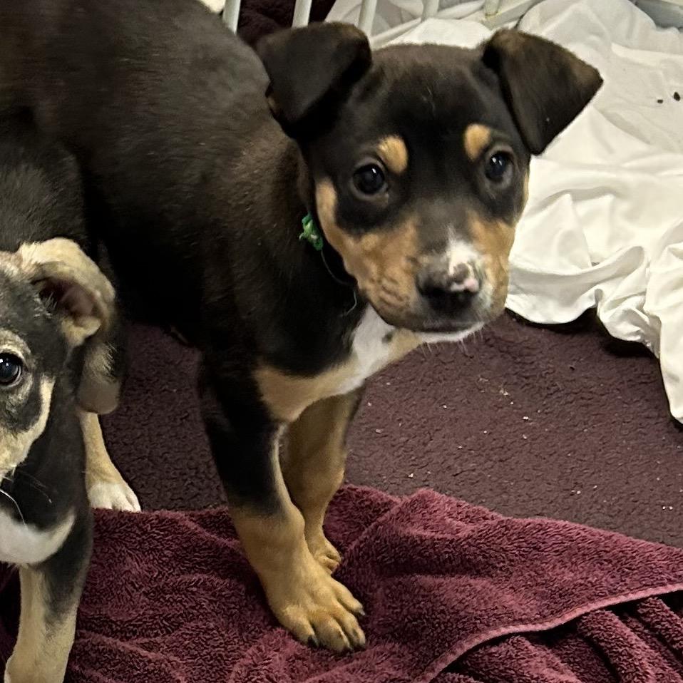 Sting - Butler Campus!, a Adoptable Mixed Breed in Flagstaff, AZ image 1/3