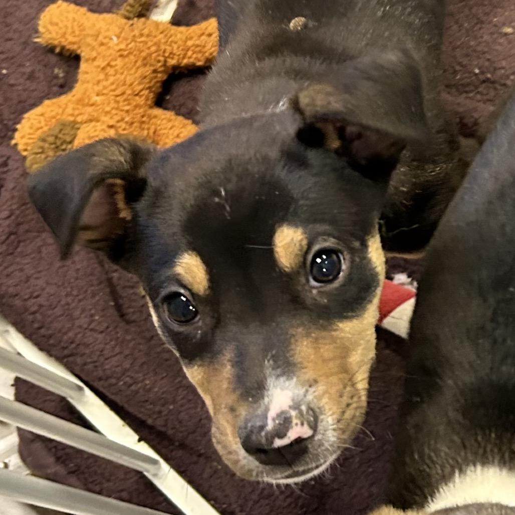 Sting - Butler Campus!, a Adoptable Mixed Breed in Flagstaff, AZ image 2/3