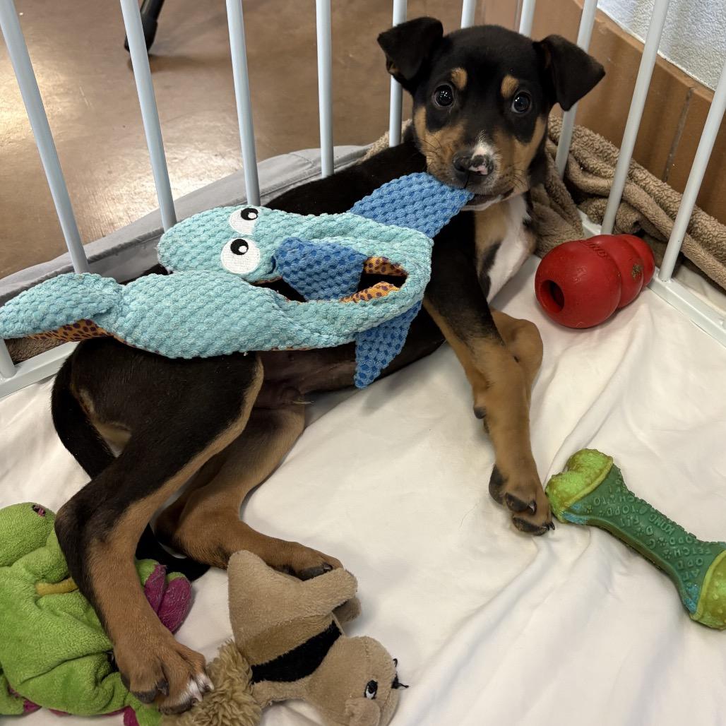 Sting - Butler Campus!, a Adoptable Mixed Breed in Flagstaff, AZ image 3/3