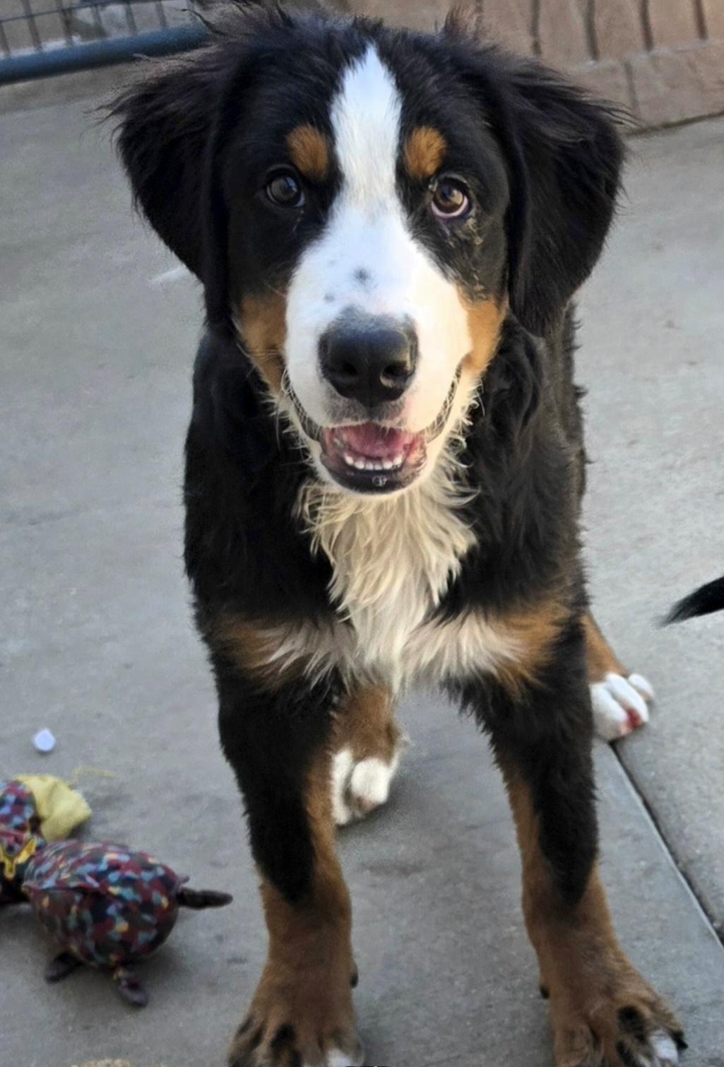 Enlarge Johnson, a Adopted Bernese Mountain Dog in Terre Haute, IN image 3/6