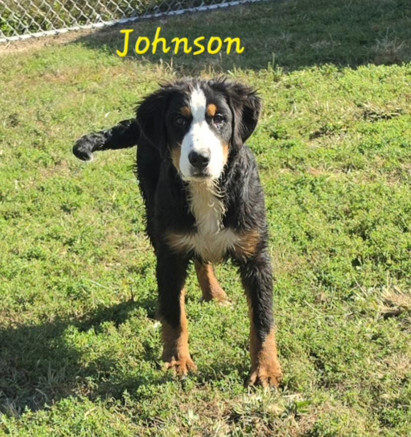 Enlarge Johnson, a Adopted Bernese Mountain Dog in Terre Haute, IN image 1/6