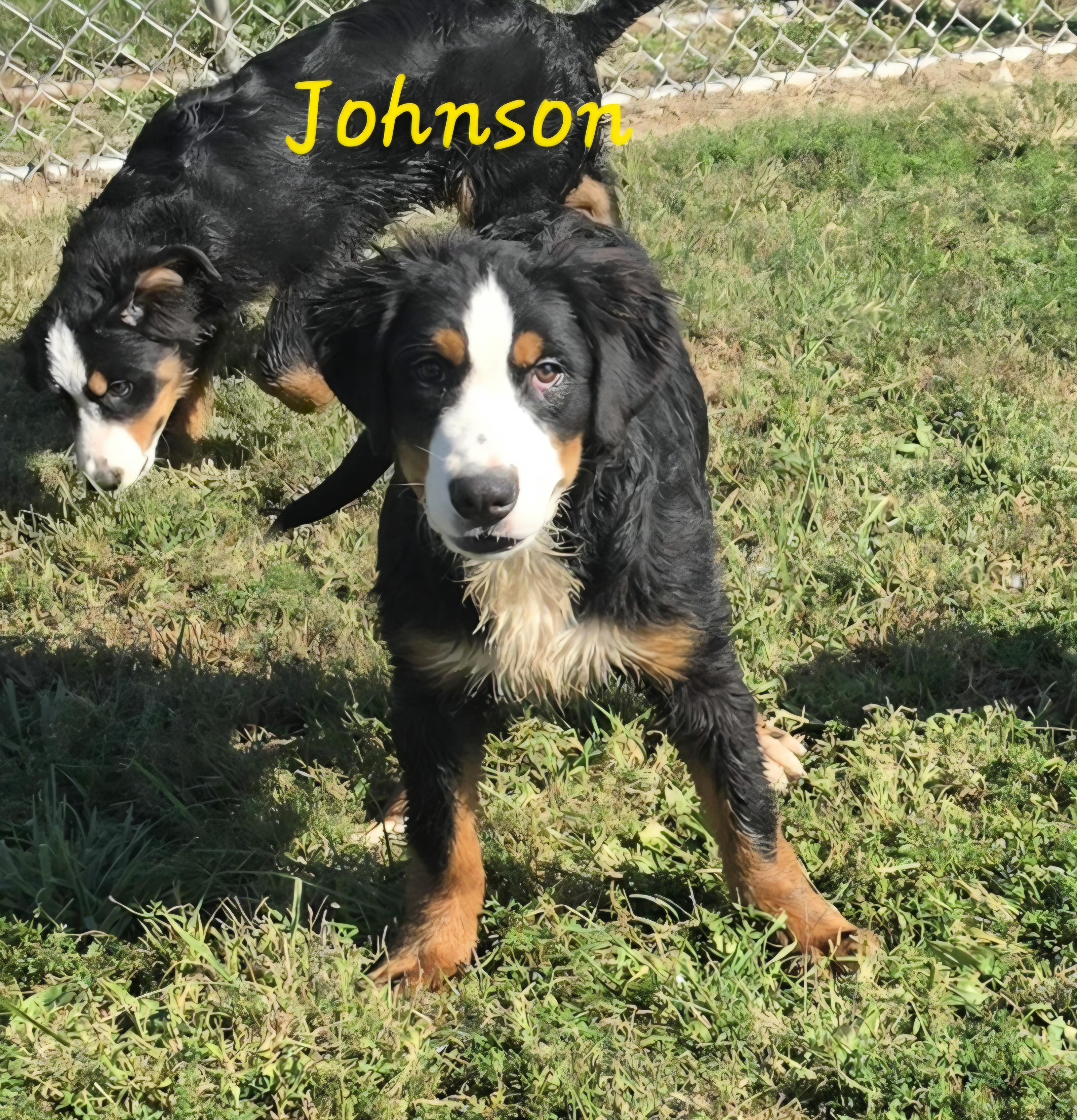 Enlarge Johnson, a Adopted Bernese Mountain Dog in Terre Haute, IN image 6/6